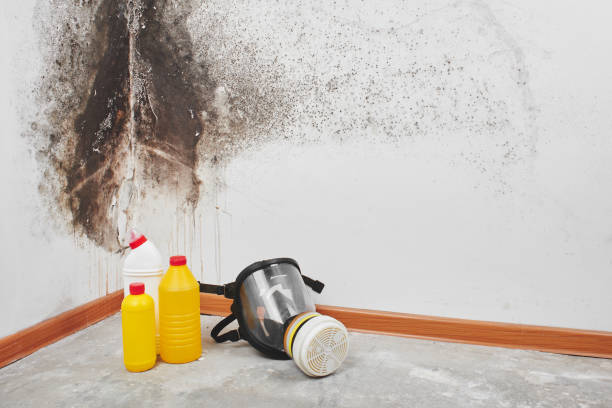 Best Crawl Space Mold Removal  in Coal City, IL