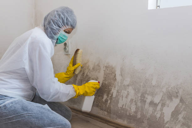 Professional Mold Removal in Coal City, IL