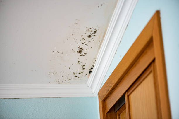 Best Attic Mold Removal  in Coal City, IL