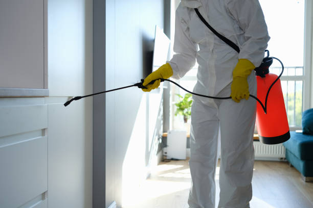 Best Residential Mold Removal  in Coal City, IL