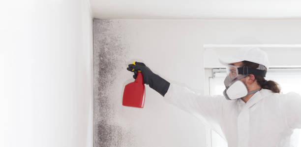 Best Crawl Space Mold Removal  in Coal City, IL