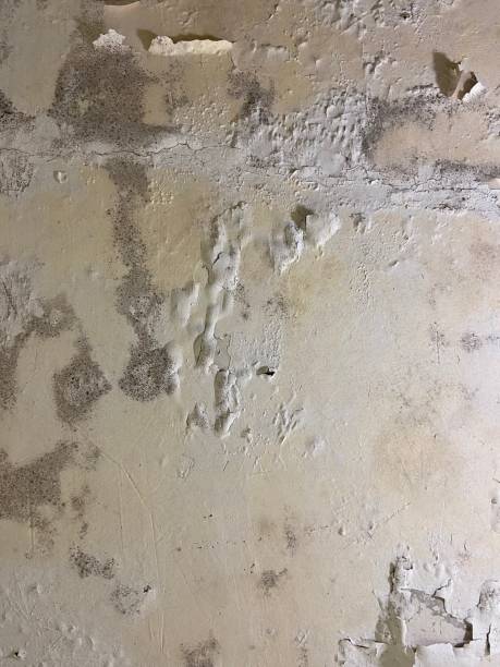 Best Mold Cleaning Services  in Coal City, IL