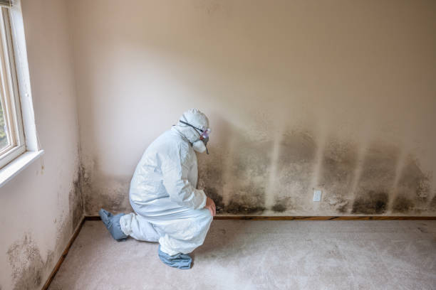 Best Mold Removal and Inspection  in Coal City, IL