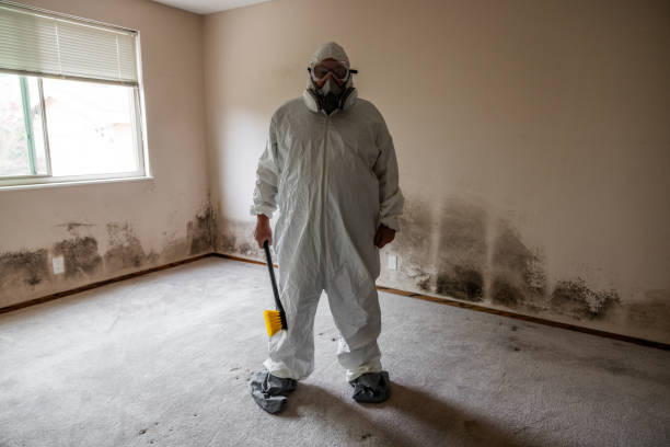 Best Office Mold Removal Services  in Coal City, IL