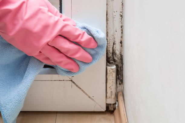 Best Residential Mold Removal  in Coal City, IL