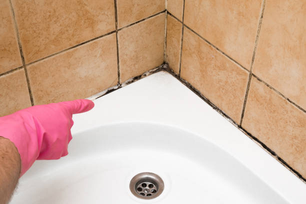 Crawl Space Mold Removal in Coal City, IL
